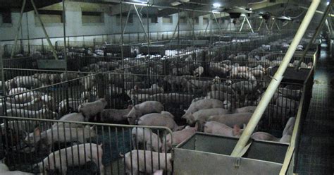 what percentage of pigs are factory farmed